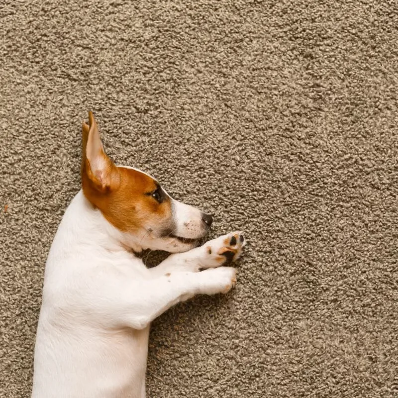 Carpet Repair in the north Denver metro